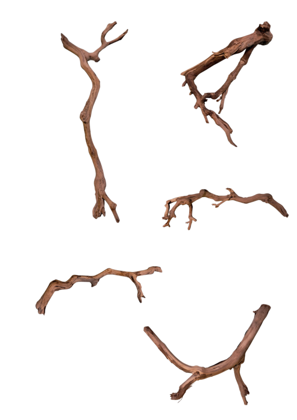 Grape Vine
